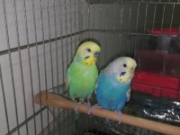 Çift rainbow muhabbet kuşu