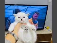 MAVİ GÖZLÜ SAFKAN BRİTİSH YAVRULARIMIZ