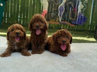 Kalite Ve Sağlığın Ön Planda Olduğu Toy Poodle Bebekler