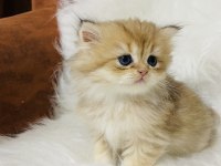 Ny11 erkek british longhair