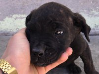 Orijinal dişi cane corso