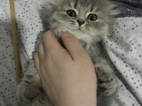 2 aylık blue point scottish fold