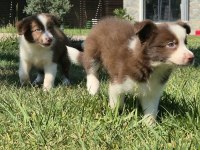 Birinci Sınıf Safkan Border Collie Yavruları 