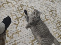 Scottish fold Kedisi