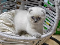 Oyuncu scottish fold 2.5 aylık