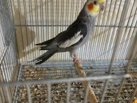 Yavru Garantili Yumurtalı Grey Takım Sultan Papağanı