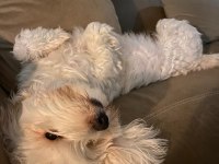 Maltese terrier 3 yaşında