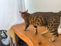 Göz Alıcı Desenli Bengal Kedisi