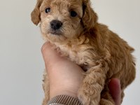 Teacup toy poodle