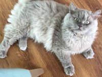 Acil British longhair ÜCRETSİZ SAHİPLENDİRME