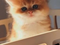 Şecereli safkan golden longhair british yavru dişi erkek