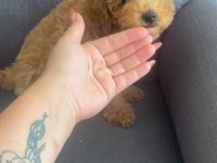 Toy poodle kedimiz