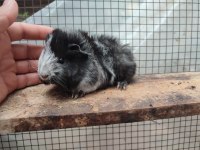 Guinea pig yavrularım