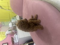 2.5 aylık tuvalet eğitimli poodle