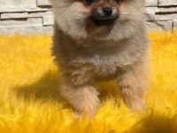 Antalya pomeranian boo