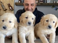 Bebek Yüzlü Golden Retriever Bebekler