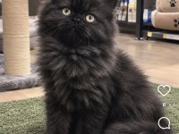 British Longhair 2 Aylık Dişi Kedimiz
