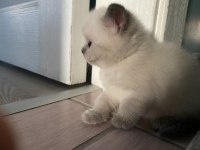 KEDİMİZ ÇOK TATLI OLUP ANNE VE BABASI SAFKAN IRKTIR