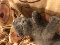 Yavru scottish fold