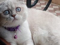 Kızımıza yuva arıyoruz scottish fold