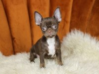 Chocolate Chihuahua Yavrusu