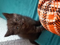 SAHİPLENDİRİLECEK KEDİMİZ