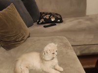British Longhair ve Scottish fold kırması