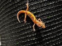 Leopard Gecko