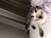 8 aylık Himalayan cinsi kızımın yuvasını arıyorum