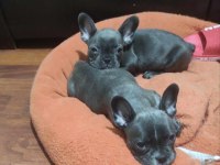 FRENCH BULLDOG YAVRULAR