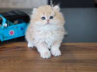 Oyuncak gibi yavru british longhair