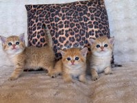 SAFKAN BRITISH SHORTHAİR GOLDEN BEBEKLER