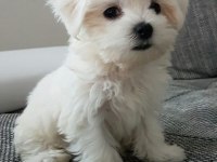 MALTİPOO YAVRU ACIK VE ESMER RENK ÇEŞİTLER