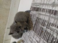 Anne baba british shorthair 40 günlük