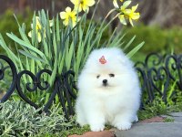 Pomeranian boo teddy