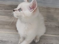 MİSKET GÖZLÜ BRİTİSH SHORTHAİR EVLAT