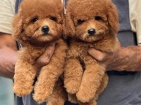 Toy Poodle Yavrularımız