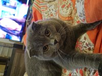 10 aylık scottish fold