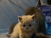 Scottish fold kedimiz bebeklerimiz yeni yuvalarını arıyor