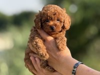 Ev doğumlu TEACUP POODLE