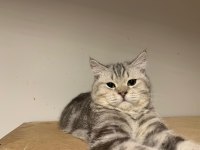 Beş aylık british shorthair erkek