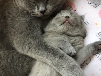 1 Mayıs doğumlu scottish fold bebekler