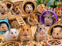 Yavru Ve Yetişkin Hamster