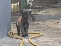 ESKİŞEHİRİN MEŞHUR KANGALININ YAVRULARI TEK
