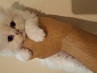 Safkan british longhair yavru