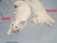 4 aylık kar beyaz yavru kedimiz