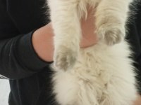 Blue Point Himalayan Persian