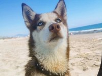 Yetişkin anne husky