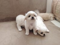 Orjinal Emperyal Pekingesse