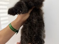 XXXL siyah erkek maine coon